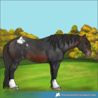 Horse Color:Brown Varnish