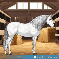 Horse Color:Bay Sabino 