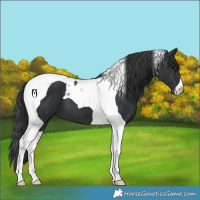 Horse Color:Black Tobiano 