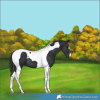 Horse Color:Black Tobiano 