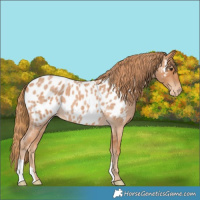 Horse Color:Red Roan Appaloosa