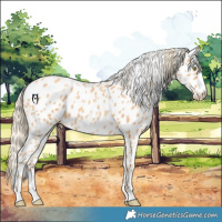 Horse Color:Gold Champagne Appaloosa 