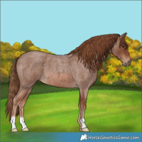 Horse Color:Red Roan 