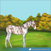 Horse Color:Bay Sabino Varnish 