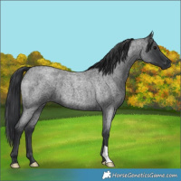 Horse Color:Blue Roan