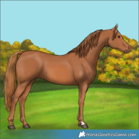 Horse Color:Chestnut 