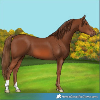 Horse Color:Chestnut 