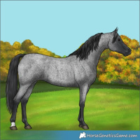 Horse Color:Blue Roan