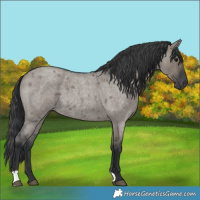Horse Color:Grullo Roan 