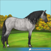 Horse Color:Grullo Roan 