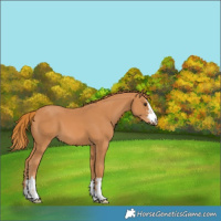Horse Color:Chestnut 