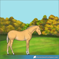 Horse Color:Palomino 