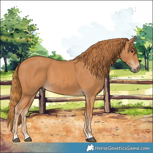 Horse Color:Chestnut 