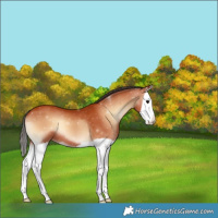 Horse Color:Bay Onyx Splash
