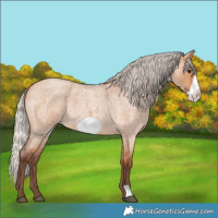 Horse Color:Silver Bay Roan Dun Frame