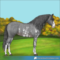 Horse Color:Brown Sabino Appaloosa 