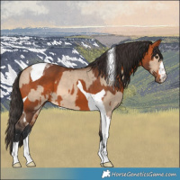 Horse Color:Bay Dun and Bay Tobiano