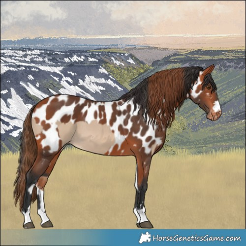 Horse Color:Red Dun Tobiano  and Bay Appaloosa 