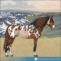 Horse Color:Red Dun Tobiano  and Bay Near Leopard 