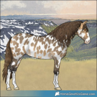 Horse Color:Buckskin Dun Near Leopard 