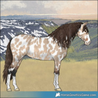 Horse Color:Bay Dun Near Leopard