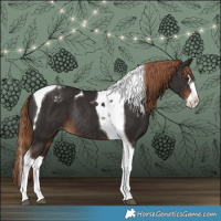 Horse Color:Liver Chestnut Splash Tobiano Appaloosa Rabicano 