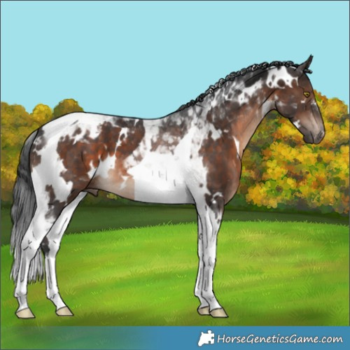 Horse Color:White Spotted Brown Tobiano