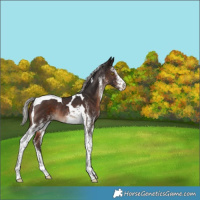 Horse Color:White Spotted Silver Brown Tobiano Rabicano