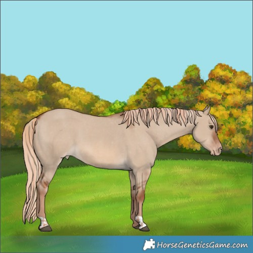 Horse Color:Red Dun Appaloosa and Red Dun Appaloosa