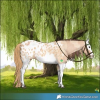 Horse Color:Bay Dun Blanket and Red Dun Splash Blanket