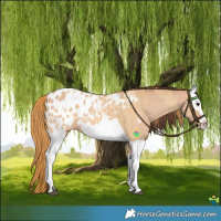 Horse Color:Bay Dun Blanket  and Red Dun Splash Blanket 