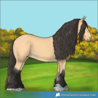 Horse Color:Buckskin 