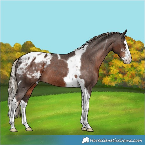 Horse Color:Liver Chestnut Sabino Splash Tobiano Appaloosa 