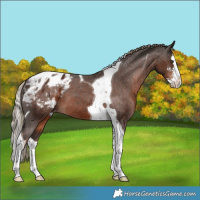Horse Color:Liver Chestnut Sabino Splash Tobiano Appaloosa