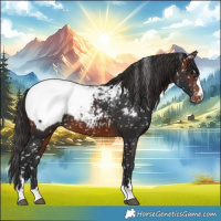 Horse Color:Brown Appaloosa 