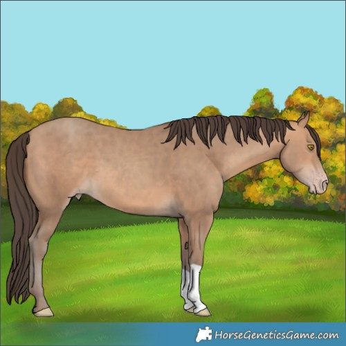 Horse Color:Amber Champagne 
