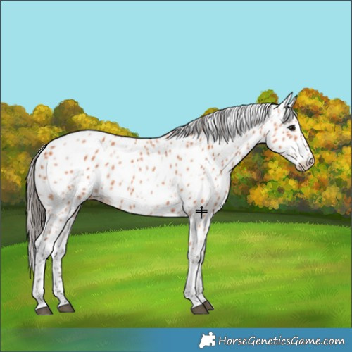 Horse Color:Bay Leopard 