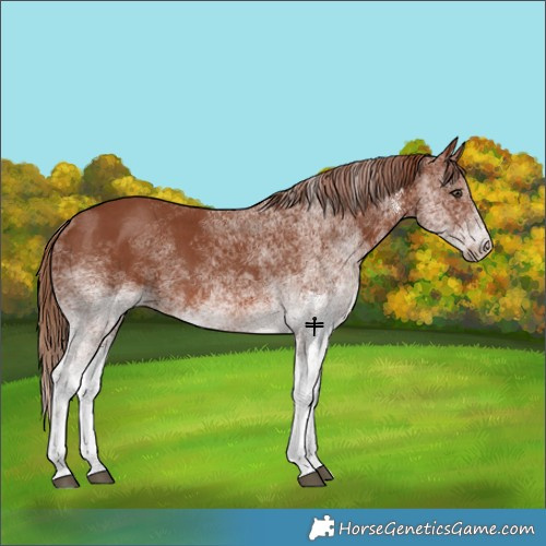 Horse Color:White Spotted Chestnut 