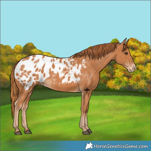 Horse Color:Chestnut Blanket 