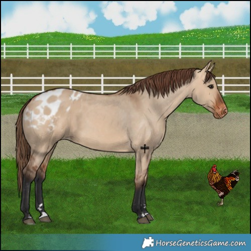 Horse Color:Bay Dun Blanket 