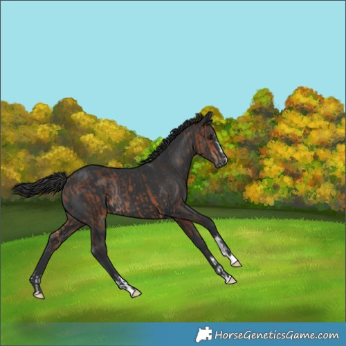 Horse Color:Bay Rabicano  and Black Rabicano 