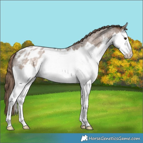 Horse Color:Liver Red Dun Roan Sabino Splash Appaloosa Rabicano