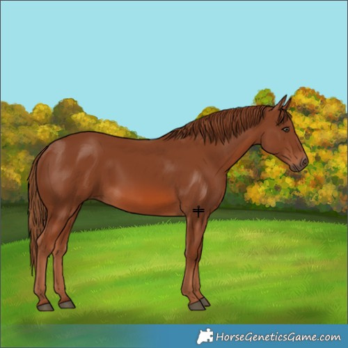 Horse Color:Chestnut 