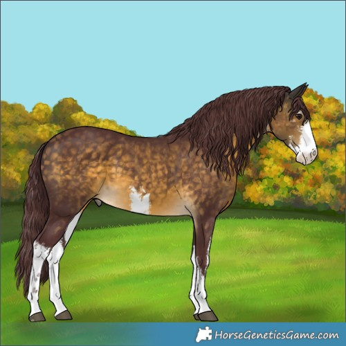 Horse Color:White Spotted Chocolate Buckskin 