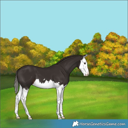 Horse Color:Liver Chestnut Splash 