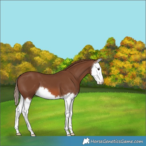 Horse Color:Chestnut Splash