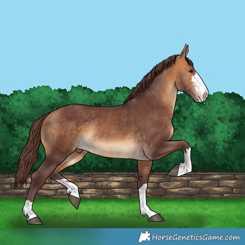 Horse Color:Chocolate Buckskin Rabicano 