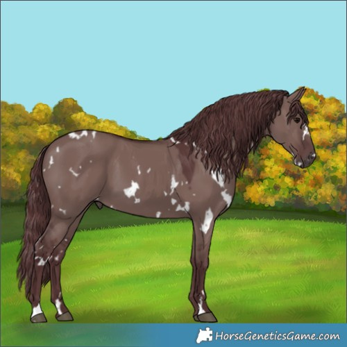 Horse Color:White Spotted Chocolate Grullo 