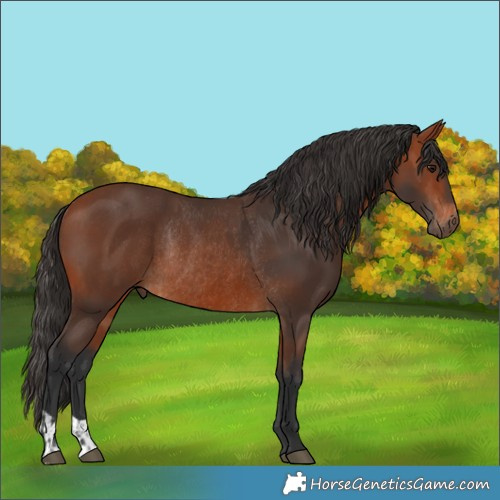 Horse Color:Bay Rabicano  and Bay Rabicano 