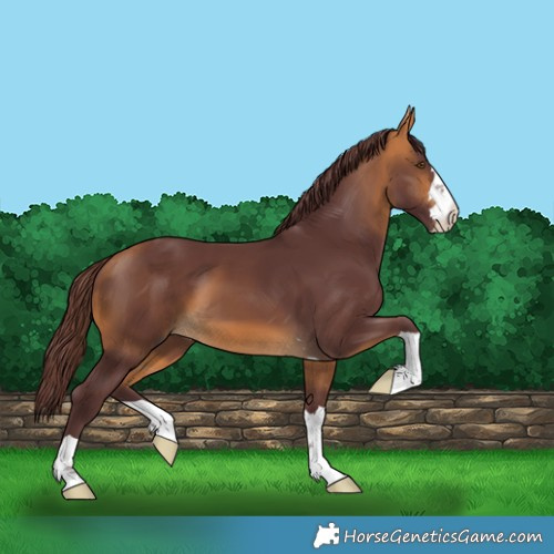 Horse Color:Chocolate Buckskin 